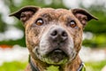 An older staffy portrait with its mouth closed