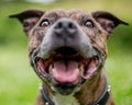 An older staffy portrait smiling at the camera