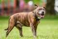 An older staffy standing in a field smiling