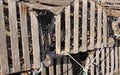 Older style wooden lobster traps Royalty Free Stock Photo