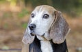 Senior Beagle rabbit hunting dog