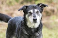 Senior Husky Retriever mixed breed dog Royalty Free Stock Photo