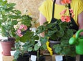 The older woman cares for, watering and replanting different varieties of the houseplant pelargonium