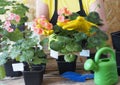 The older woman cares for, watering and replanting different varieties of the houseplant pelargonium