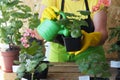 The older woman cares for, watering and replanting different varieties of the houseplant pelargonium