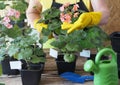 The older woman cares for, watering and replanting different varieties of the houseplant pelargonium