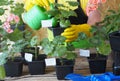 The older woman cares for, watering and replanting different varieties of the houseplant pelargonium