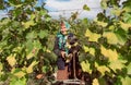 Older woman farmer in leaves of grapes cutting vine at vineyard on