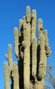The Ancient Arizona Saguaro Methuselah