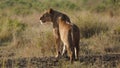 Lioness, serengeti park, Tanzania