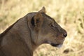 Lioness, serengeti park, Tanzania