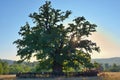 Oldest oak in Romania being estimated approximation to 900 years Royalty Free Stock Photo