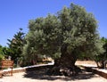 Oldest olive tree Royalty Free Stock Photo