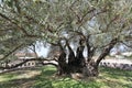 The oldest olive tree (Europe)called Stara Maslina Royalty Free Stock Photo