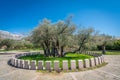 The oldest olive tree in Europe Royalty Free Stock Photo