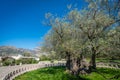 The oldest olive tree in Europe Royalty Free Stock Photo