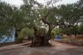 The oldest olive tree on a Greek Island Zakynthos - 1800 years old. Royalty Free Stock Photo