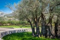 The oldest olive tree in Europe Royalty Free Stock Photo