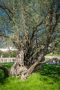 The oldest olive tree in Europe Royalty Free Stock Photo
