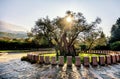 The oldest olive tree in the Old Bar, Montenegro Royalty Free Stock Photo