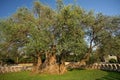 The Oldest Olive tree in the world