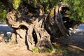 Oldest olive tree on Zakynthos island, Greece Royalty Free Stock Photo