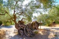 Oldest Olive tree in Zakynthos. 2000 year old olive tree in Exo Royalty Free Stock Photo