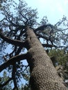 The oldest pine of Bulgaria in the national park of the Pirin.