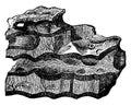 The oldest sedimentary deposits, Laurentian shale, Eozoon canadense, vintage engraving