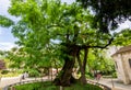 Oldest tree in Paris - Robinia tree on Rene Viviani square, France Royalty Free Stock Photo