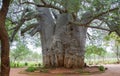 The oldest tree in the world Royalty Free Stock Photo