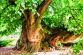 The Oldest tree that is 1000 years old