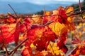 Oldest wine region in world Douro valley in Portugal, colorful very old grape vines growing on terraced vineyards, production of