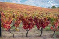 Oldest wine region in world Douro valley in Portugal, colorful very old grape vines growing on terraced vineyards, production of