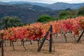 Oldest wine region in world Douro valley in Portugal, colorful very old grape vines growing on terraced vineyards, production of