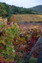 Oldest wine region in world Douro valley in Portugal, colorful very old grape vines growing on terraced vineyards, production of