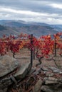 Oldest wine region in world Douro valley in Portugal, colorful very old grape vines growing on terraced vineyards, production of