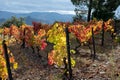 Oldest wine region in world Douro valley in Portugal, colorful very old grape vines growing on terraced vineyards, production of