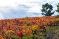 Oldest wine region in world Douro valley in Portugal, colorful very old grape vines growing on terraced vineyards, production of