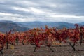 Oldest wine region in world Douro valley in Portugal, colorful very old grape vines growing on terraced vineyards, production of