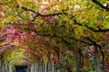 Oldest wine region in world Douro valley in Portugal, different varietes of red grape vines growing on vineyard in autumn,