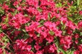 Blooming Oldfashioned Weigela