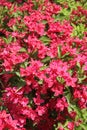 Blooming Oldfashioned Weigela Royalty Free Stock Photo