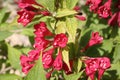 Blooming Oldfashioned Weigela