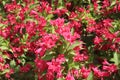 Blooming Oldfashioned Weigela Royalty Free Stock Photo