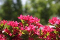 Blooming Oldfashioned Weigela Royalty Free Stock Photo