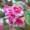 Oldfashioned weigela (Weigela florida) Royalty Free Stock Photo