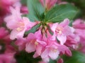 Oldfashioned weigela (Weigela florida) Royalty Free Stock Photo