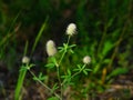Oldfield clover or Trifolium arvense flowers close-up with bokeh background, selective focus, shallow DOF