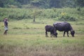 Oldman and his two Buffaloes Royalty Free Stock Photo